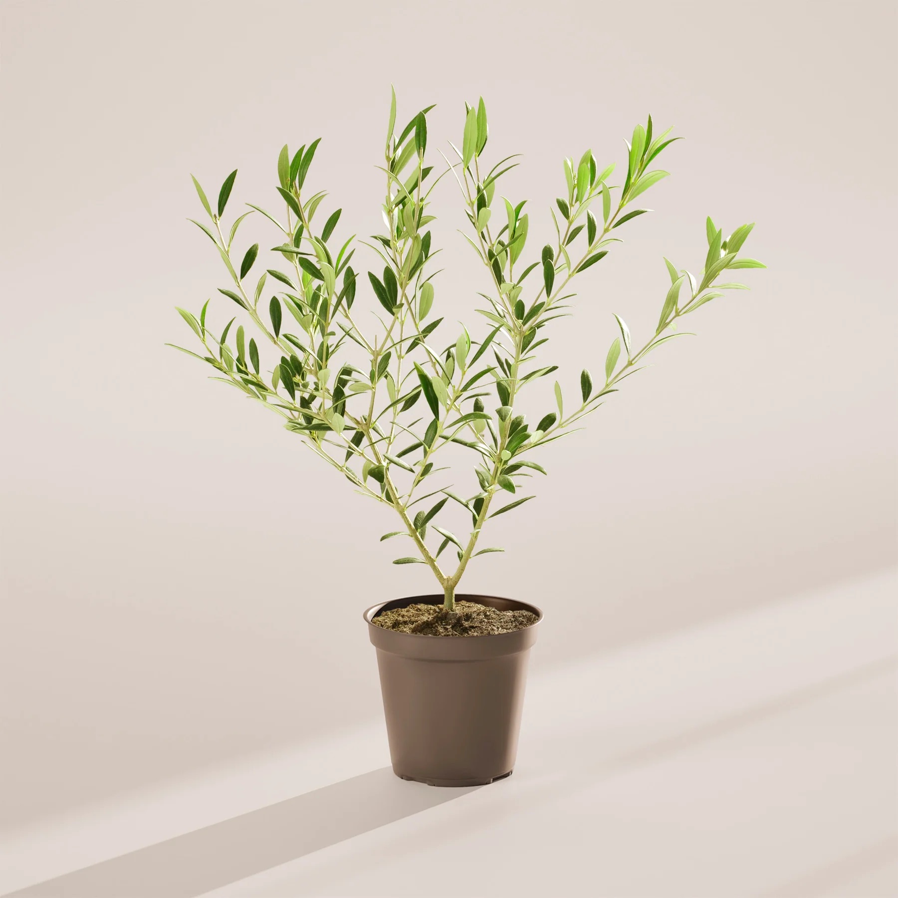 Indoor Olive Tree