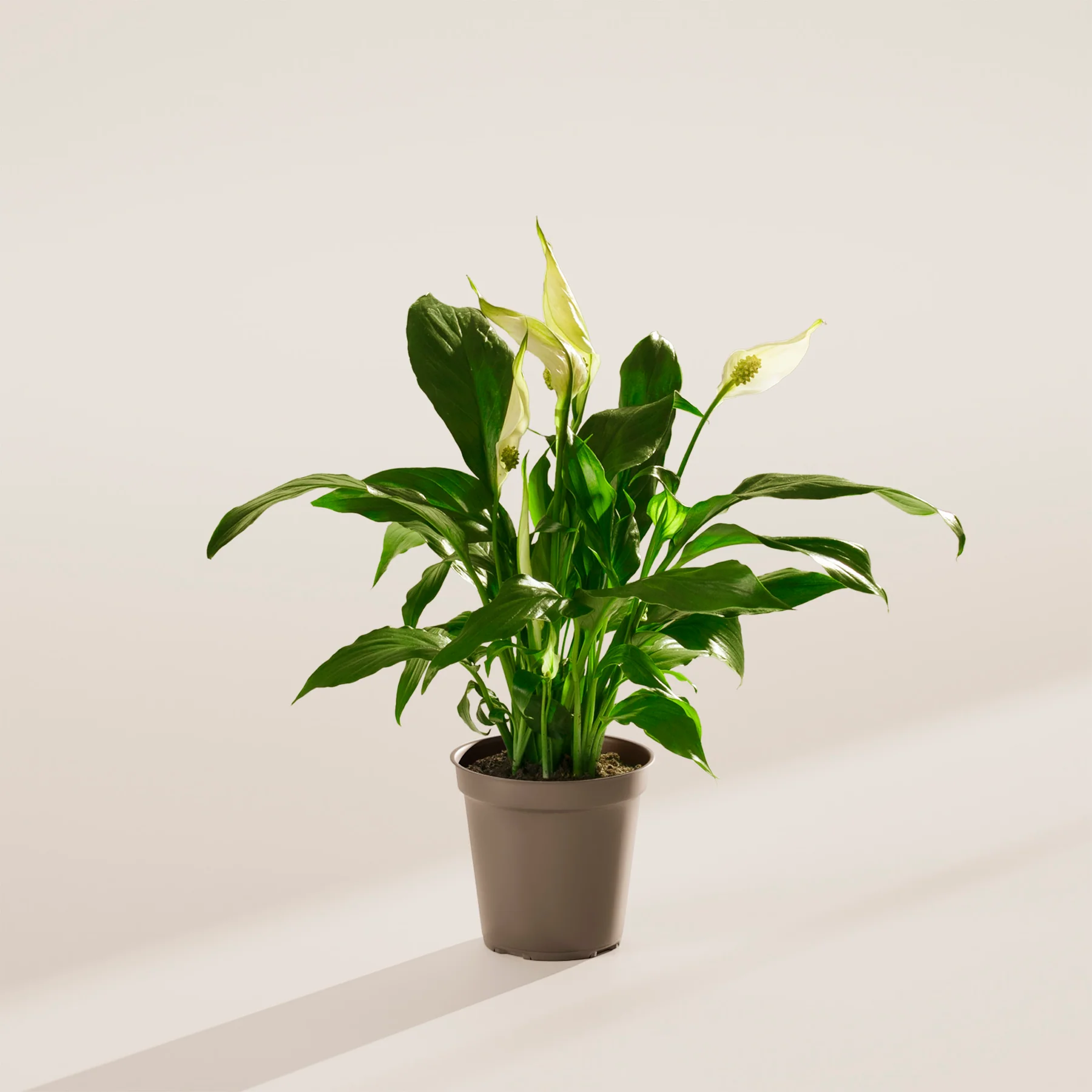Peace Lily Plant