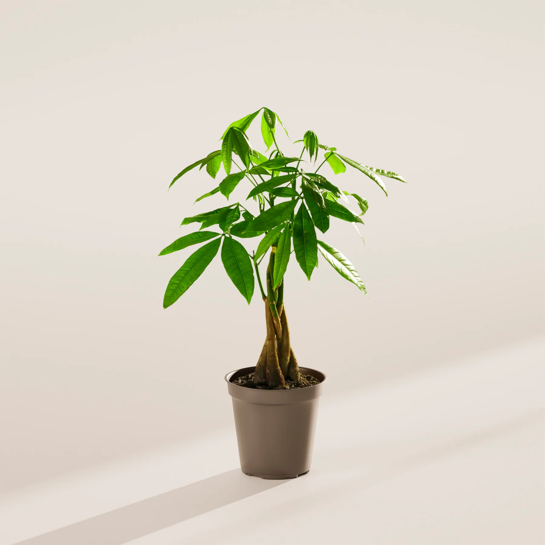 Money Tree Plant